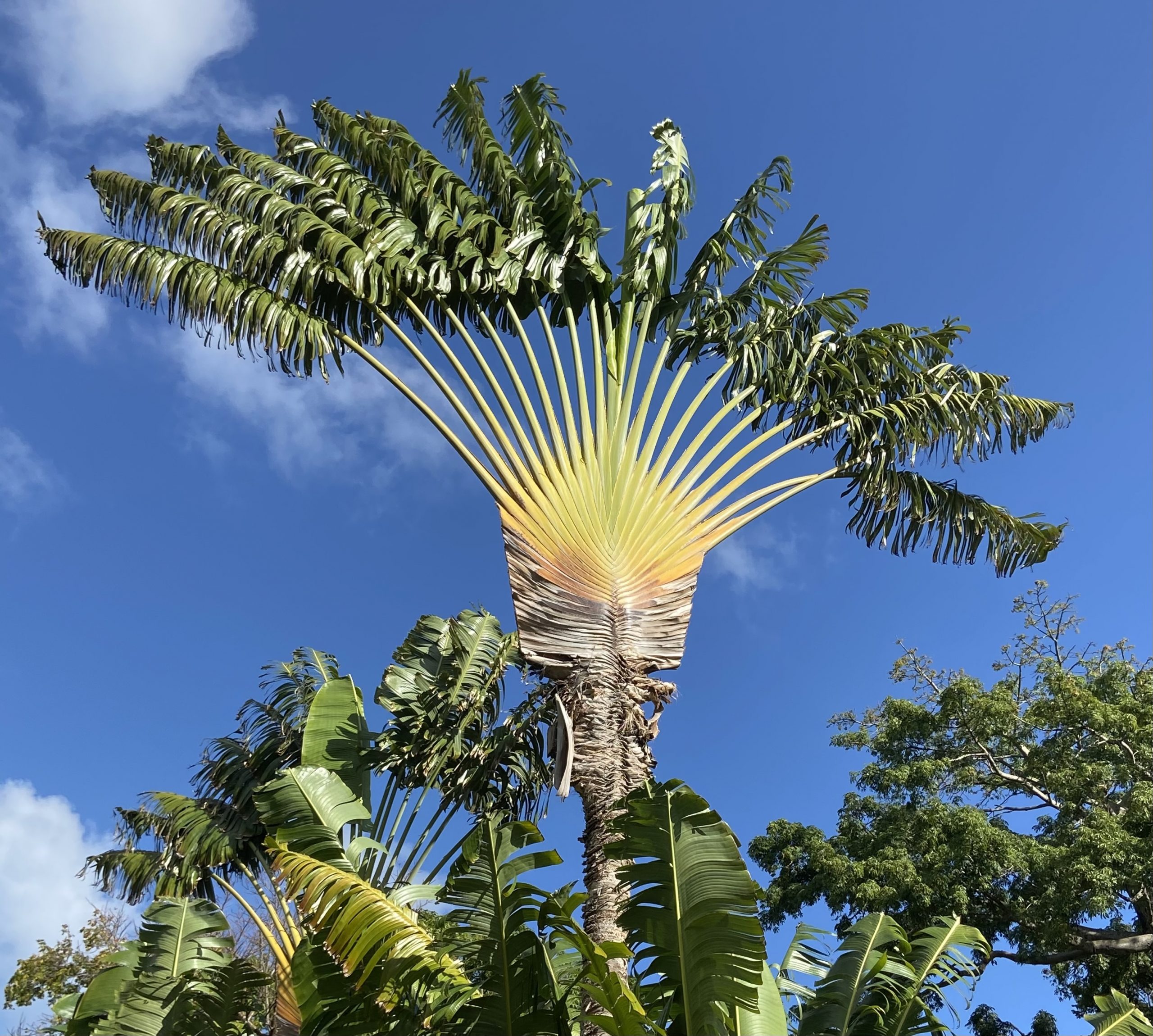 Promenez-vous dans le Jardin Botanique de Deshaies.