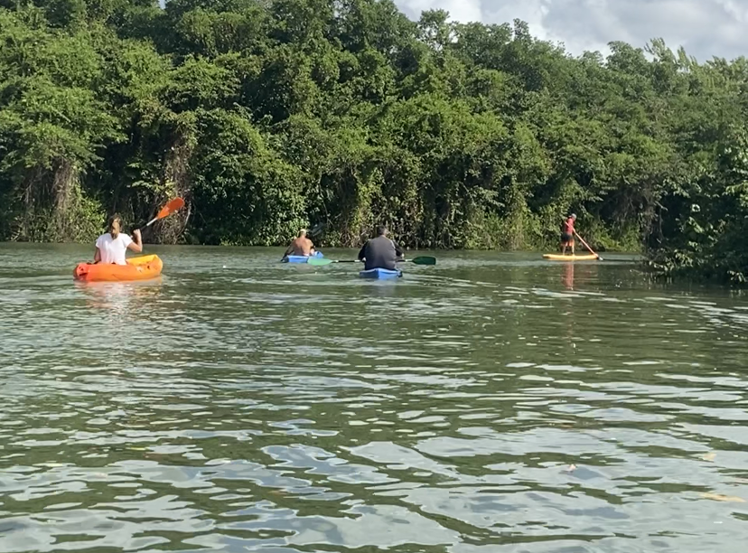 Partez en kayak ou en paddle dans la Mangrove.